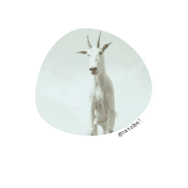 closeup of vintage photo print of mountain goat and the text goatcha!